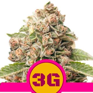 Triple G-  1 u. fem. Royal Queen