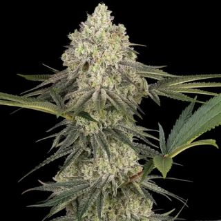 26582 - Triple Mints XXL   3 u. fem. Sensi Seeds