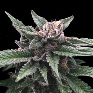 8065 - Triple Scoop 6 u. fem. DNA Genetics