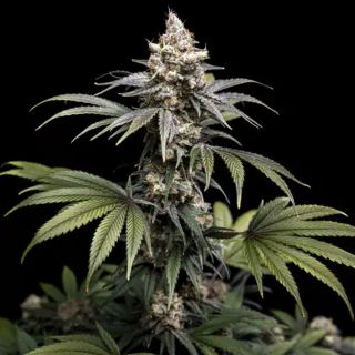27522 - Tropic Gem  5 u. fem World of Breeders