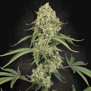 26306 - Tropical Fruit Cake  5 u. fem. Paradise Seeds