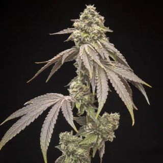 27526 - Tropical Kush Fuel  5 u. fem World of Breeders
