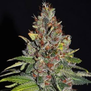 15740 - Tropical Punch 5u. G13 Labs