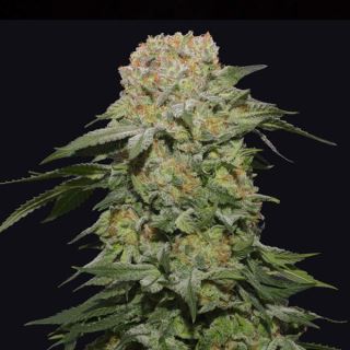 Tropical Rain 3 u. fem Grateful Seeds