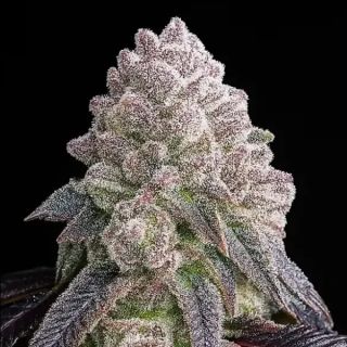 25208 - Tropical Sherbberry Triploid  10 u. fem Triploid Seeds