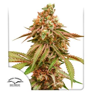 18381 - Tropical Tangie  1 u. fem. Dutch Passion