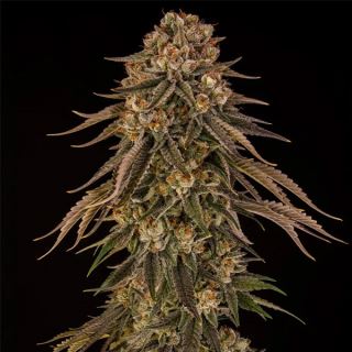 27102 - Tropical Velvel Fast CBD   5 ud Silent Seeds
