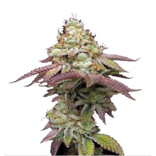 Tropical Zmoothie fem.  1 u. Seedstockers Superior