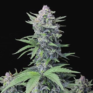 Tropicana Cookies Auto  1 u. fem. FastBuds Seeds