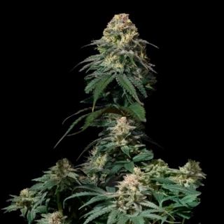 Tropicana Cookies Fast Flowering  1 u. fem. FastBuds Seeds