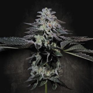 25274 - Tropicana Crush  5 u. fem. Paradise Seeds Limited Edition