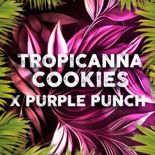 Tropicanna Cookies  3 u. fem. Tramuntana Seeds