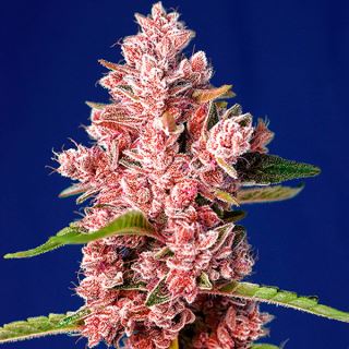 11554 - Tropicanna Poison F1 Fast Version   3+1 u. fem. Sweet Seeds