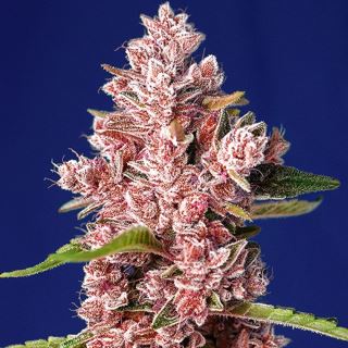 19730 - Tropicanna Poison F1 Fast Version  25 u. fem. Granel Profesionales Sweet Seeds