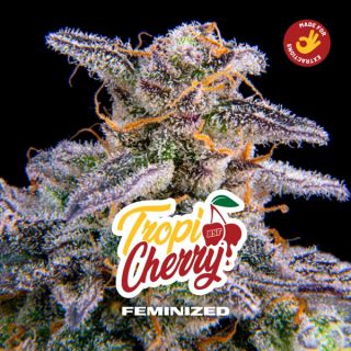 25618 - Tropicherry  7 u. fem BSF Seeds