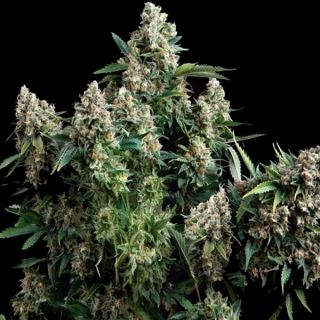 5396 - Tutankhamon  3 u. fem. Pyramid Seeds