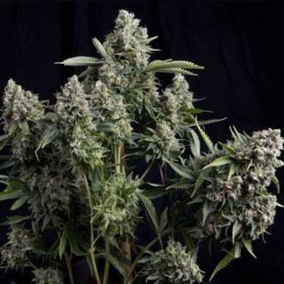 Tutankhamon Fast  5 u. fem. Pyramid Seeds