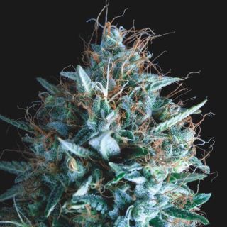 25118 - Tutankhamon x Runtz  5 u. fem. Pyramid Seeds Gold Line
