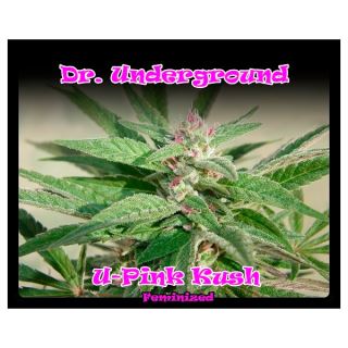 U-Pink Kush 8 u. fem. Dr Underground