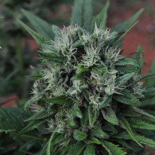 U215 - U2 (EQx HZ (AC)) 15 u. reg. Mr. Nice Ed. Limitada
