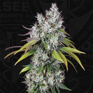 UND2 - Underdawg OG  2 u. fem. T.H. Seeds