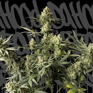 Urban Cheese 1 u. fem. DaHood Urban Seeds