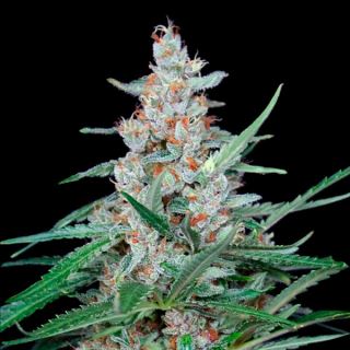 Utopia 1 u fem. Absolute Cannabis Seeds