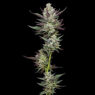 24974 - Vanilla Cr‚me Pie 3 u. fem Humbold Seeds Company