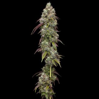 24977 - Vanilla Frosting 5 u. fem Humbold Seeds Company