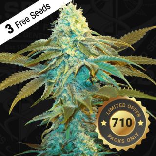 16355 - Vanilla Sundae  2 u. fem. 710 Limited Pack T.H. Seeds.