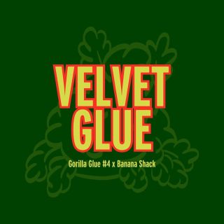 27232 - Velvet Glue 6 u. fem  Grand Cru Genetics