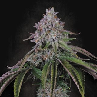 26310 - Velvet Mist  10 u. fem. Paradise Seeds