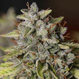 20994 - Viejo Toby 3+1 u. fem. Eva Seeds