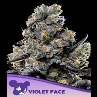 Violet Face  3 u. fem Anesia