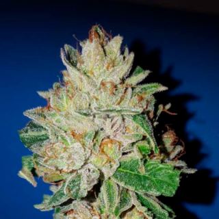 Violet Kush  1 u. fem. Garden of Green Seeds