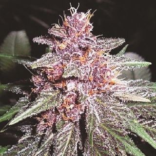 15196 - Violeta  1 u. fem. Ace Seeds