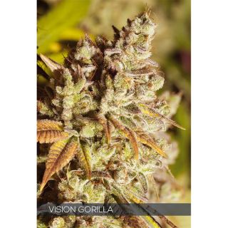 9234 - Vision Gorilla 3 u. fem. Vision Seeds