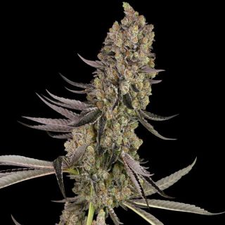 25039 - Vlad The Inhaler   5 u. fem. White Label