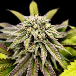 27160 - Voltus Z 10 u. fem One Shot Edition Gratefull Seeds