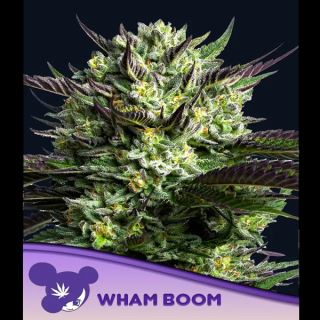 21547 - WHAM BOOM  3 u. fem Anesia