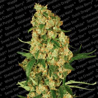 2505 - Wappa  5 u. fem. Paradise Seeds