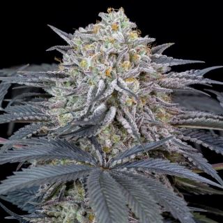 15645 - Watermelon Runtz  3 ud Silent Seeds