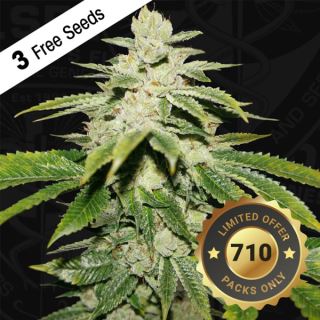 16356 - Watermelon Ultra  2 u. fem. 710 Limited Pack T.H. Seeds.