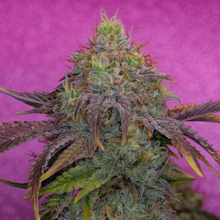 Watermelon Zkittles 1 u. fem Pure Instinto