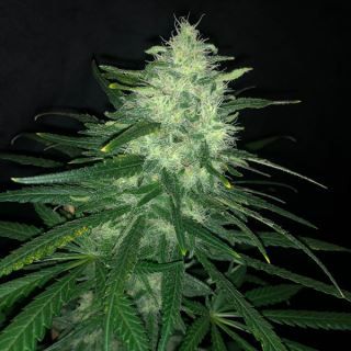 Wedding Cake 1 u. fem Pure Instinto