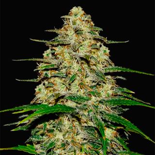 12242 - Wedding Cheesecake Auto  1 u. fem. FastBuds Seeds