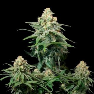 18322 - Wedding Cheesecake Fast Flowering  5 u. fem. FastBuds Seeds