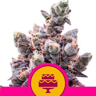 Wedding Gelato  1 u. fem. Royal Queen