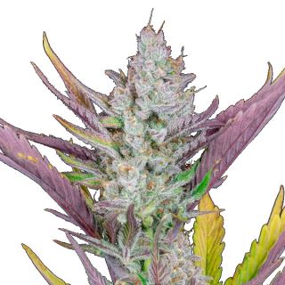 14188 - Wedding Glue Auto  1 u. fem. FastBuds Seeds