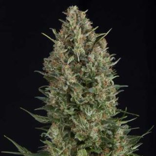 25110 - Wembley   7 u. Reg. Pyramid Seeds